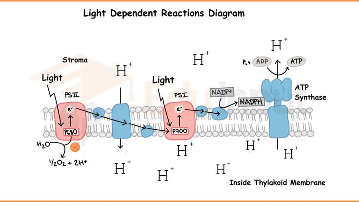 <p><span>a catabolic process occuring in the thylakoid where light energy is converted into chemical energy in the form of ATP and NADPH, releasing oxygen as a byproduct&nbsp;</span></p>