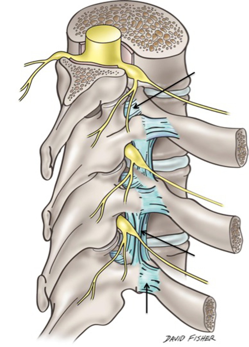 <p>costotransverse ligament</p><p>superior costotransverse ligament</p><p>lateral costotransverse ligament</p>