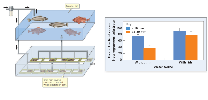 <p>What do the experiment and figure say about the behavior of cryptic prey in the presence of predators and what does it say about the effect of prey size?</p>