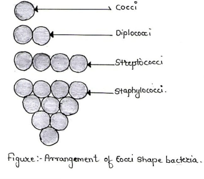 <p>• Diplococcus: cocci in pairs</p><p>• Streptococcus: cocci arranged in chains</p><p>• Streptococcus: cocci in chain</p><p>• Staphylococcus: grape like clusters</p>