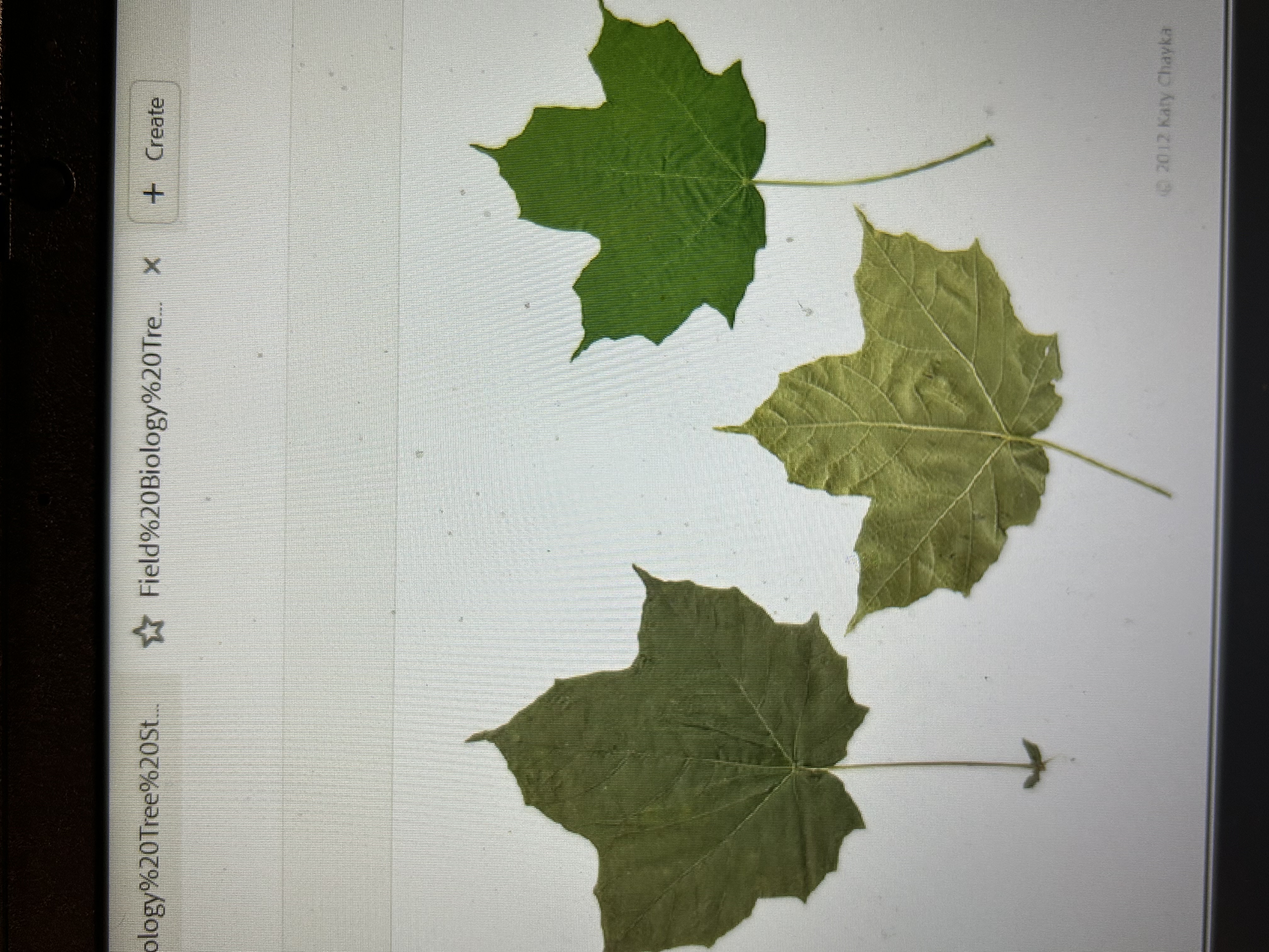 <p>Common Name: Black Maple </p><p>Genus: <em>Acer </em></p><p>Species: <em>nigrum</em></p><p>slightly dark gray bark, rounded lobes </p>