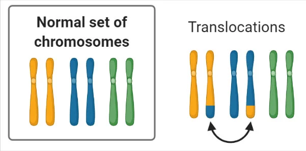 <p>Translocation</p>