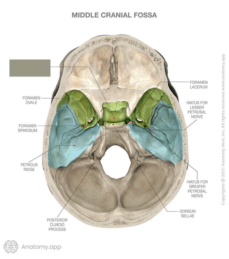 <p>Depression in the center of the sella turcica</p>