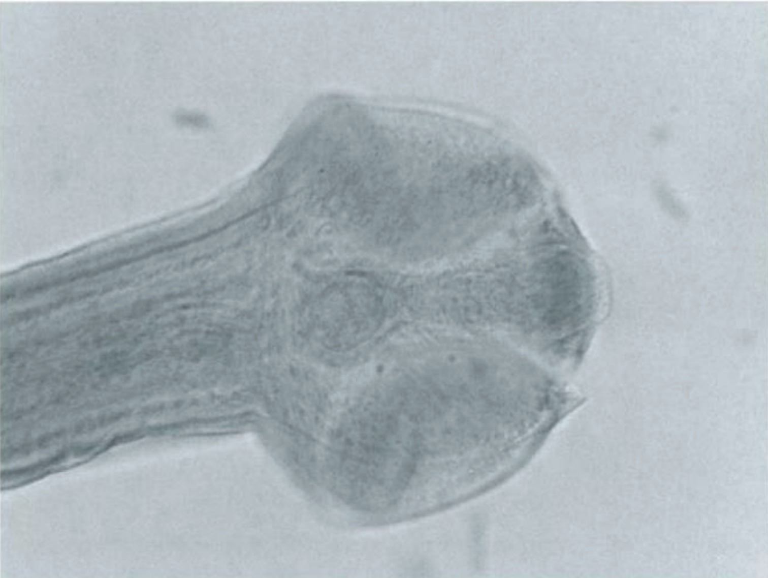 <p>name the species? </p>