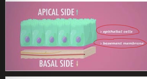 <p>apical side: exposed surface of the epithelial cells</p><p>Basal side: the lower area of the epithelial cells close to the underlying body structures, like basement membrane and connective tissue</p>