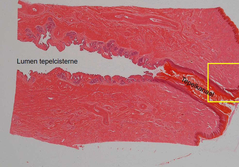 <p>preparaat en kleuring</p>