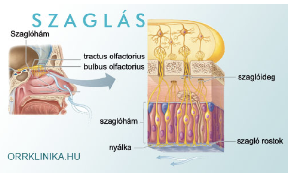 <ul><li><p style="text-align: justify;"><span style="background-color: transparent;">Beáramló szaganyagok keltenek ingerületet</span></p></li><li><p style="text-align: justify;"><span style="background-color: transparent;">Szagot jellegét </span><span>mindig valamihez hasonlítjuk</span></p></li><li><p style="text-align: justify;"><span style="background-color: transparent;">Szaglószerv </span><span>fáradékony</span><span style="background-color: transparent;">, hamar hozzászokik a szagingerekhez</span></p></li><li><p style="text-align: justify;"><span style="background-color: transparent;">Egyénileg különböző</span></p></li><li><p style="text-align: justify;"><span style="background-color: transparent;">Hurutos megbetegedésekben sok szaglósejt elpusztul, átmenetileg csökken vagy nincs szaglásérzékelés</span></p></li></ul><p></p>