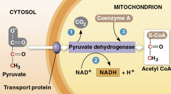 <p>Step 1 of oxidation of pyruvate</p>
