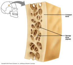 <p>thin, flattened, and usually curved</p>