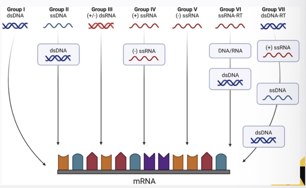 <p>Classification of viruses based on their genome type and method of replication.</p>