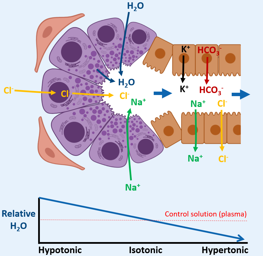 <p><span><u>Ductal Modification</u></span></p><ul><li><p><strong>Tight junctions in ductal cells are not leaky</strong> so water can’t pass out</p></li><li><p><strong>Cl<sup>-</sup></strong> and <strong>Na<sup>+</sup></strong> ions are <strong>removed from saliva</strong></p></li><li><p><strong>K<sup>+ </sup></strong>and <strong>HCO<sub>3</sub><sup>-</sup></strong> (<em>bicarbonate</em>) are <strong>secreted into the saliva</strong></p></li></ul><p><span>-This then makes the <strong>saliva hypotonic </strong>as it passes through the ducts</span></p>