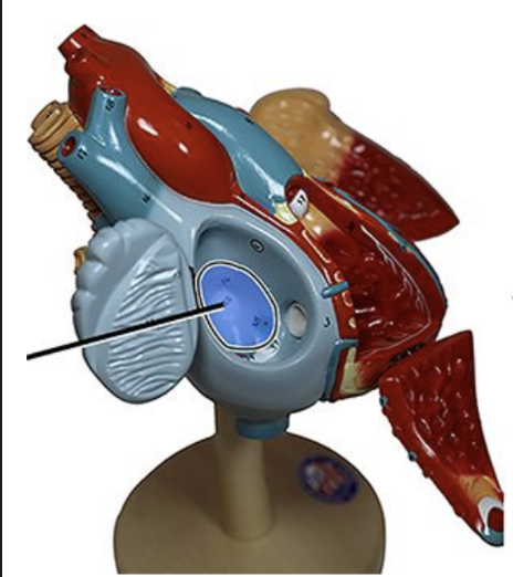 term image