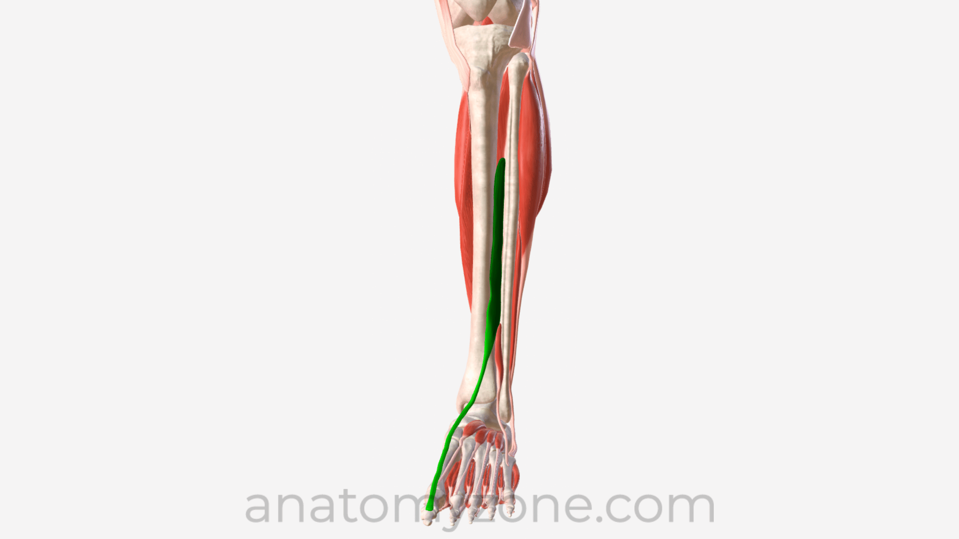 <p>What muscle is this?</p>