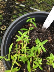 <p>Hedyotis corymbosa</p>