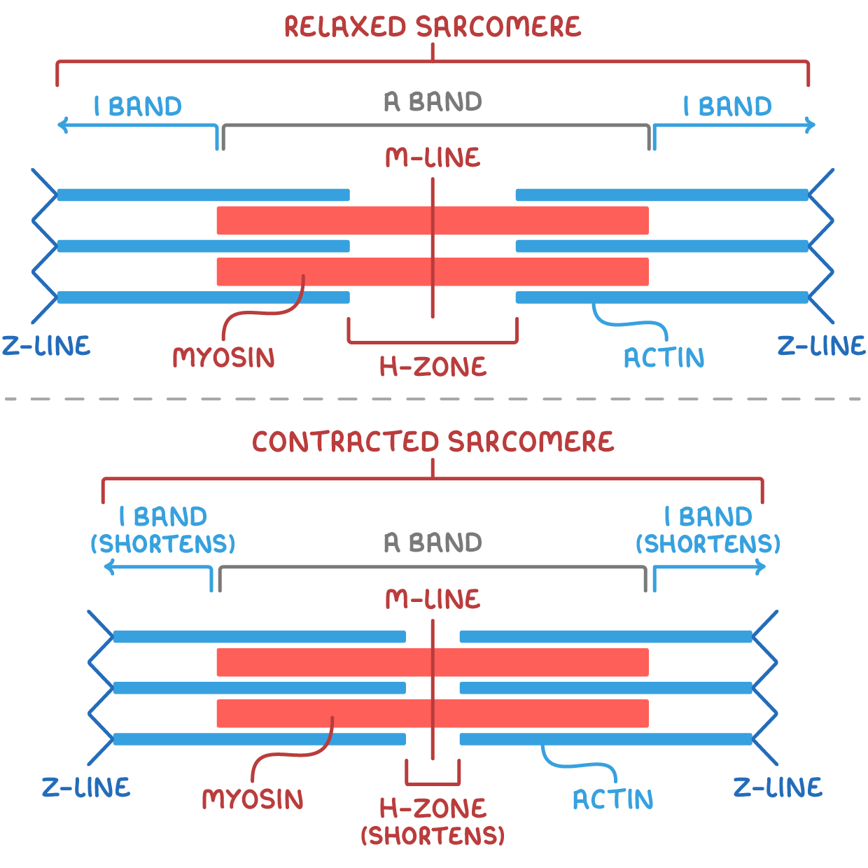 <ul><li><p>sarcomeres shorten, causing a change in the light and dark banding</p></li><li><p>thin actin filaments slide over thick myosin filaments</p></li><li><p>Z line pulled closer together</p></li><li><p>I band shortens</p></li><li><p>A band remains constant</p></li><li><p>H zone narrows </p></li></ul><p></p>