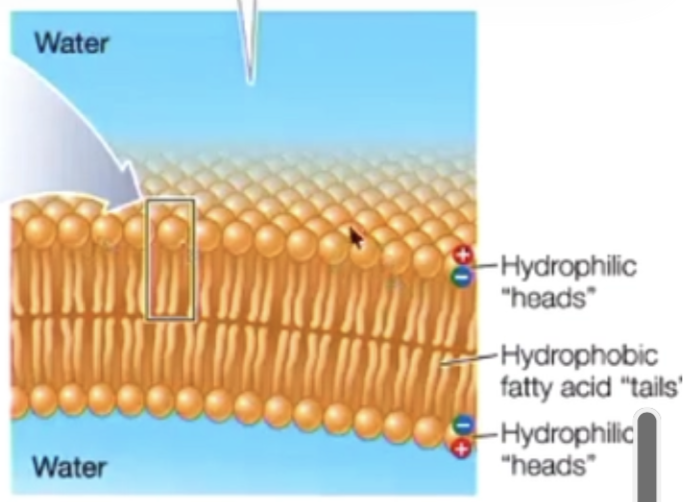 <ul><li><p>double later of phospholipid that forms basic structure of cell membranes</p></li><li><p>hydrophilic heads face outward towards water</p></li><li><p>hydrophobic tail faces inward cell away from water</p></li><li><p>inside the two layers of the bilayer are the fatty acid tails, forming a non polar interior</p></li><li><p>the heads can do ion bonding, dipole bonding, hydrogen bonding</p></li><li><p>tails can only do LDF (how the 2 layers are being held together)</p></li><li><p>this creates compartmentalisation, forming closed vesicles in water</p></li></ul><p></p>