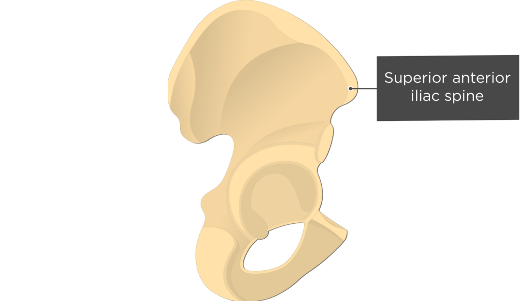 <p>Anterior Superior Iliac Spine (ASIS)</p>