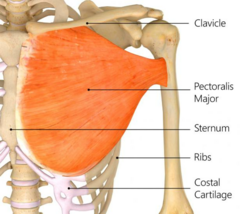 <p>clavicular head = clavicle; sternocostal head = sternum and adjacent costal cartilages</p>