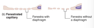 <p>areas of thin endothelial cells or small openings of pores that allow a great deal of fluid transport between blood and interstitial fluid</p><ul><li><p>nutrient absorption in small intenstine and hormon absorption endocrine glands</p></li></ul><p></p>