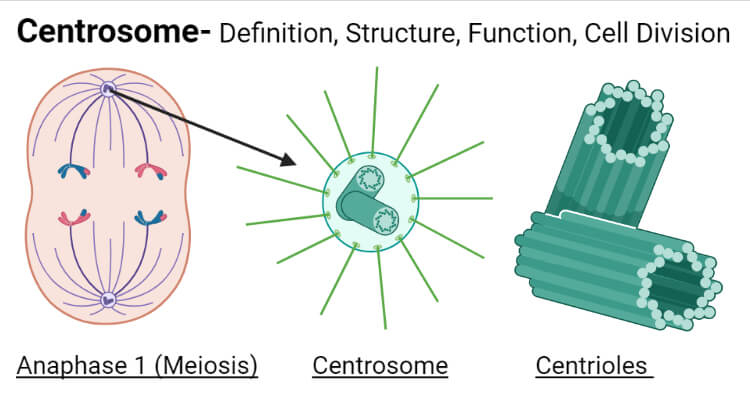 <p>Centrioles are hollow cylindrical structures composed of nine triplets of microtubules and occur as a pair arranged at right angles within the centrosome.</p>