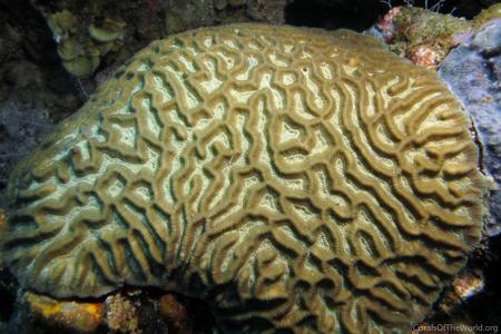 <p>Meandroid coral characterized by deep valleys, wide thin walls, and nipple-like columellae.</p>
