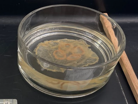 <p>What is this? Class and Phylum?</p>