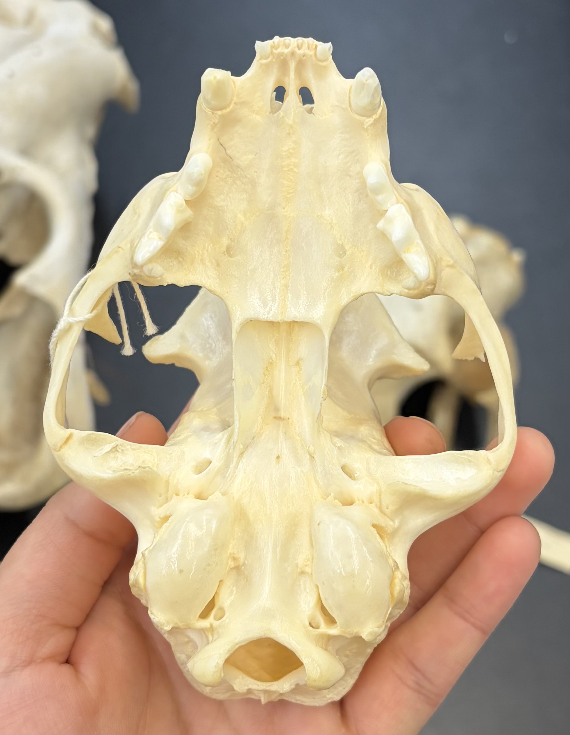 <ul><li><p>Carnivora</p><ul><li><p>Feliformia</p><ul><li><p>Felidae</p><ul><li><p>Cosmopolitan except antarctic, australia, and madagascar</p></li><li><p>Carnivores</p></li></ul></li></ul></li></ul></li></ul><p></p>