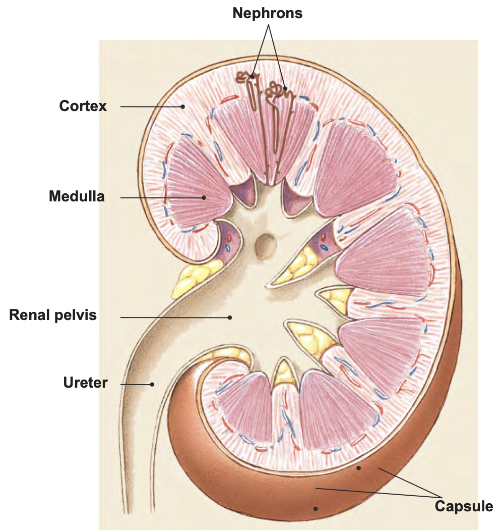 <ol><li><p>renal cortex - outer layer, lighter in color, 85% of nephrons</p><ol><li><p>renal column extends to medulla</p></li></ol></li><li><p>renal medulla - inner layer, darker in color, 15% of nephrons</p><ol><li><p>renal pyramid</p></li></ol></li></ol><p></p>