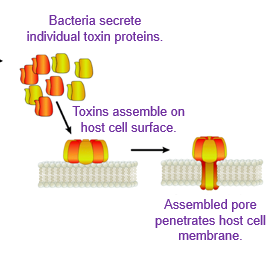 <p><span>•self-assemble into pores in host-cell plasma membrane</span></p><p><span>•cause host cell lysis</span></p>