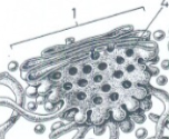 <p>Eén stapel van Golgi-cisternae. Een cel kan er enkele tot vele honderden bevatten afhankelijk van het celtype.</p>