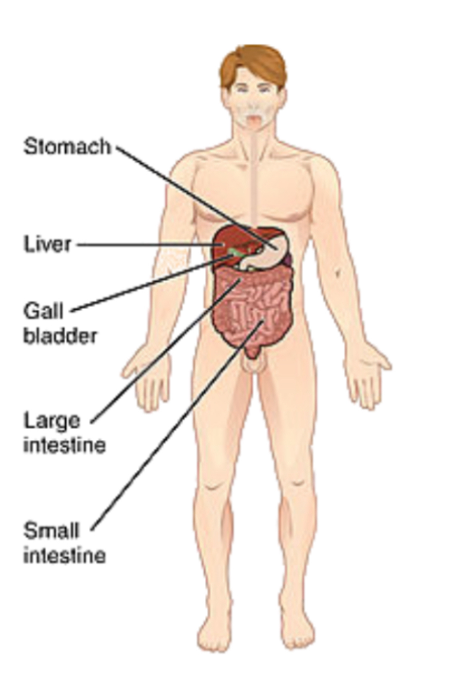 <p>digestive system </p>