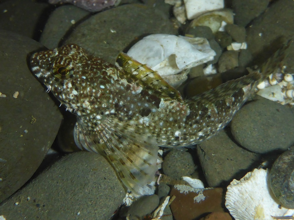 <p>Wooly Sculpin</p>