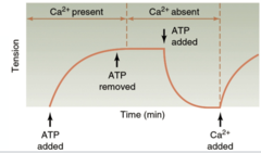 <p>- ATP & Ca2+ regulate muscle contractions in different ways (required for contraction)</p><p>- both are required for a muscle to initiate the process of cross-bridge cycling</p><p>- when Ca2+ is removed & ATP is present --> force decays and tension drops</p><p>- when ATP is removed after cross-bridge cycling is initiated, tension does not drop (cross-bridge can't go back to relaxed state)</p><p>Ca + ATP = increase tension</p><p>Ca - ATP = remain the same </p><p>ATP - Ca = tension drops</p>