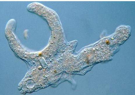 <p><span>What is the name of the locomotive appendage used by the protist pictured below?&nbsp;</span></p>