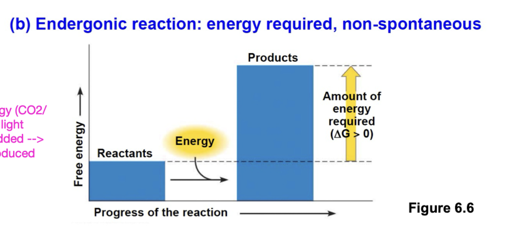 <p>non spontaneous and absorb free energy from surroundings (∆G > 0) (energy entering)</p><ul><li><p>magnitude of ∆G represents quantity of energy required to drive reaction</p></li></ul><p></p>