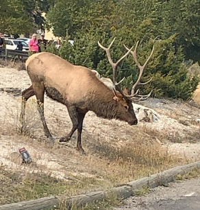 <p>native</p><p>big game</p><p>bull</p><p>males are larger, darker colored, and have a thick mane, only makes grow antlers</p>