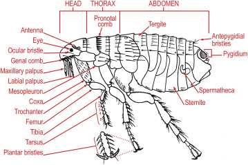 <p>Identify: </p><ul><li><p>Antenna</p></li><li><p>Compound eyes - reduced eye structure due to parasitic lifestyle</p></li><li><p>Genal ctenidia - anchoring mechanism, backward-facing spines lock onto fur, makes it difficult for hosts to remove the flea </p></li><li><p>Pronotal ctenidia - anchor the flea in place, assist in locomotion through the host’s hair</p></li><li><p>Pygidium - detect air movements and vibrations, allow the flea to sense potential hosts and threats </p></li><li><p>Spiracle - regulate respiration, minimize water loss, allow for air exchange </p></li><li><p>Spermatheca (females) - stores, nourishes, and protects sperm for an extended period of time </p></li><li><p>Copulatory apparatus (males) - locks securely onto the female and ensures sperm transfer</p></li></ul><p></p>