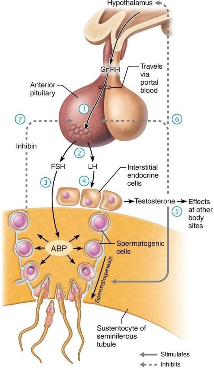 <p>The hypothalamus releases GnRH, which stimulates the anterior pituitary to release FSH and LH.</p>