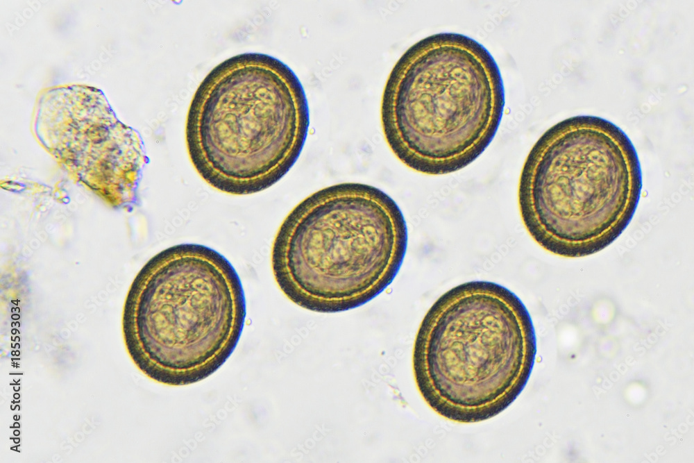 <p>Scientific and Common Name? (Canine, Feline, Bovine)</p>