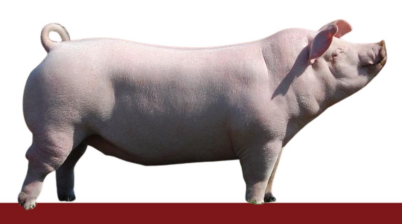 <ul><li><p>USA</p></li><li><p>strong mothering ability, durable, good for crossbreeding</p></li><li><p>Sensitive to sunburn due to their white skin</p></li></ul><p></p>