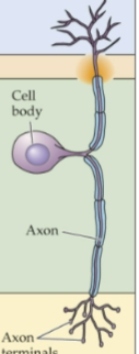 <p>define a unipolar neuron</p>