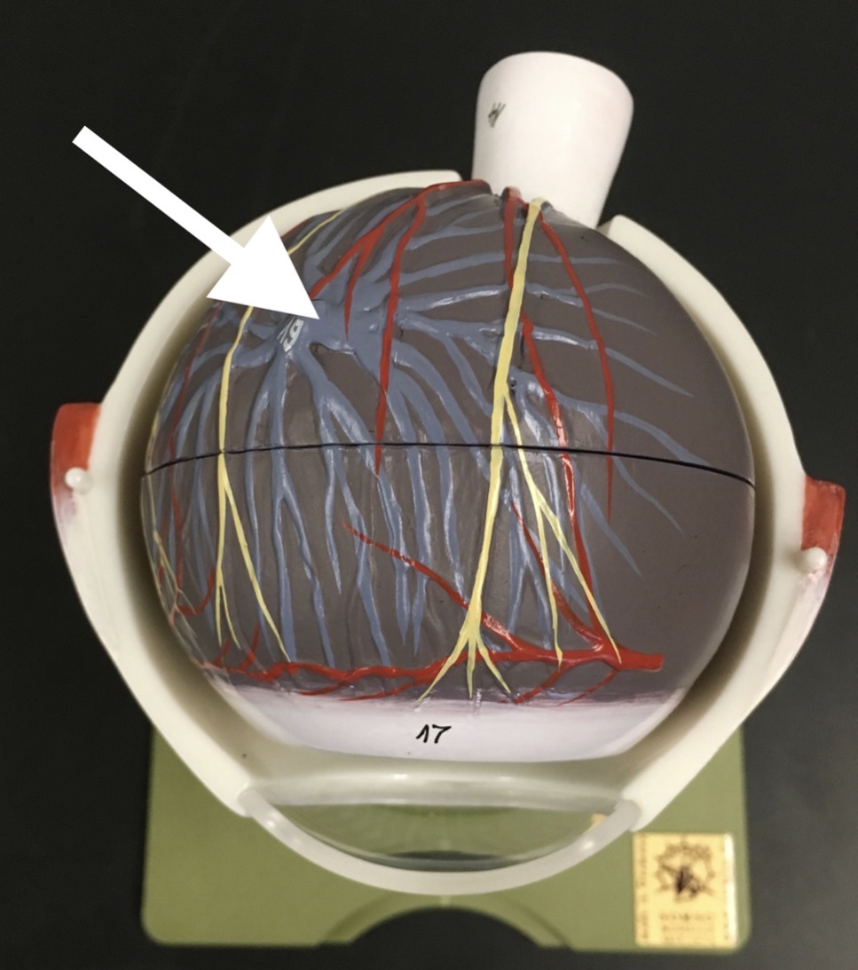 <p><span>name the structure at the end of the arrow's point</span></p>