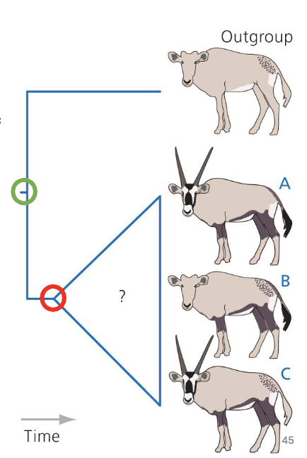 <ul><li><p><em>outgroup </em>are a species (or group) that is less closely related to any member of the <em>ingroup </em>than the ingroup members are to each other </p><ul><li><p>branched off earlier in history</p></li></ul></li><li><p>used to make inferences about common ancestor of ingroup</p></li></ul><p></p>