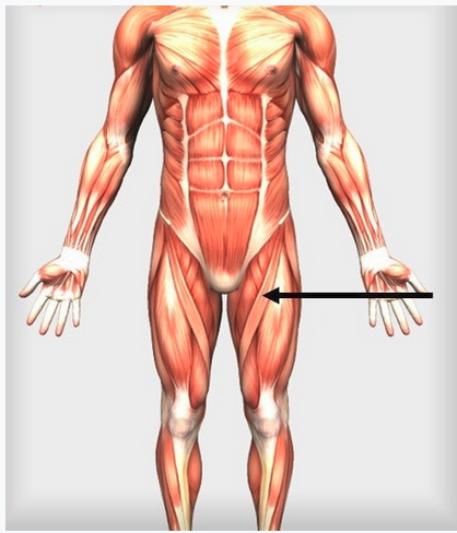 <p><span>Which muscle is indicated by the arrow?</span></p>