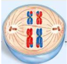 <p><span>A. Is this cell going through mitosis or meiosis?<br>B. Explain your answer.<br>C. Identify the stage.</span></p>
