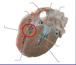 <p>Name the muscles</p>