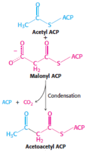 <p>2nd step of fatty acid synthesis</p><p>catalysed by <span style="background-color: transparent;"><strong>β-Ketoacyl synthase</strong></span></p>