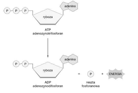 <p>GRUPA B</p><p>9. Schemat przedstawia rozkład ATP.</p><p>Na jego podstawie skreśl w zdaniach błędne określenia. Podczas rozkładu ATP do ADP jest<em> uwalniana / magazynowana energia.</em> W ADP pomiędzy resztami fosforanowymi (V)<em> znajdują się dwa wiązania / znajduje się jedno wiązanie</em> wysokoenergetyczne. Gromadzenie energii w komórce polega na <em>dołączaniu reszty fosforanowej (V) do / odłączaniu reszty fosforanowej (V) od </em>nośnika energii, którym jest ADP / ATP.</p>