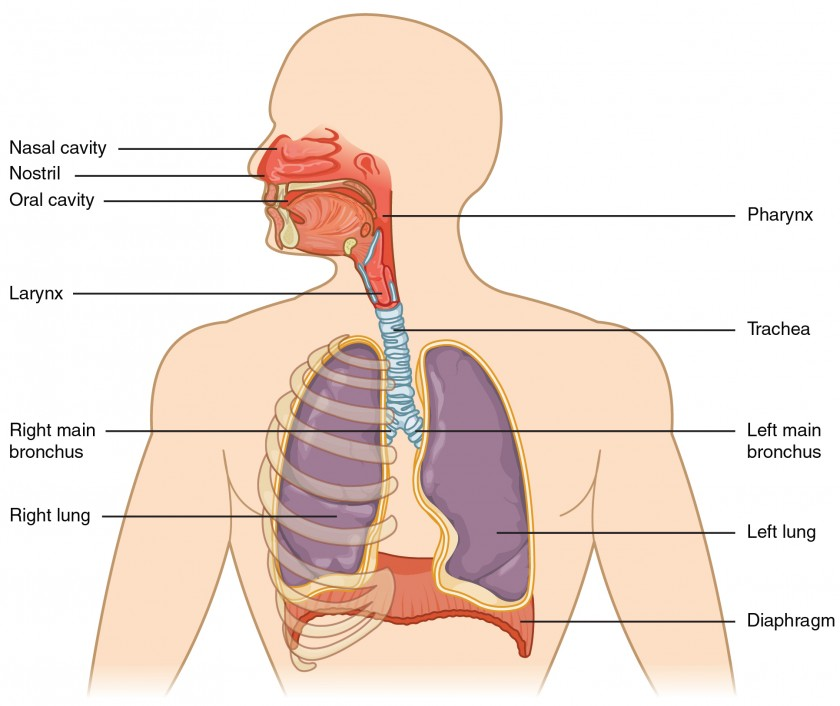 <p>nasal passages, pharynx, larynx, trachea, bronchial tubes, lungs, and diaphragm</p>