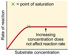 <p>At first, the rate of reaction is directly proportional to the substrate concentration: more substrate molecules increases the frequency of collisions between the substrate and the active site</p><p>Eventually the rate of reaction will level off as enzyme concentration becomes the limiting factor: all active sites are occupied so increasing substrate concentration will have no effect</p>